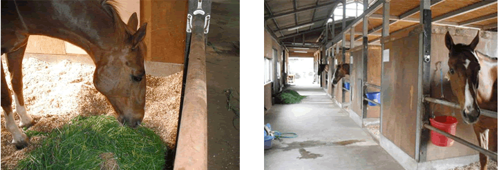 アクシスでは、暖かい期間は大切な馬たちに「青草」をあげています♪